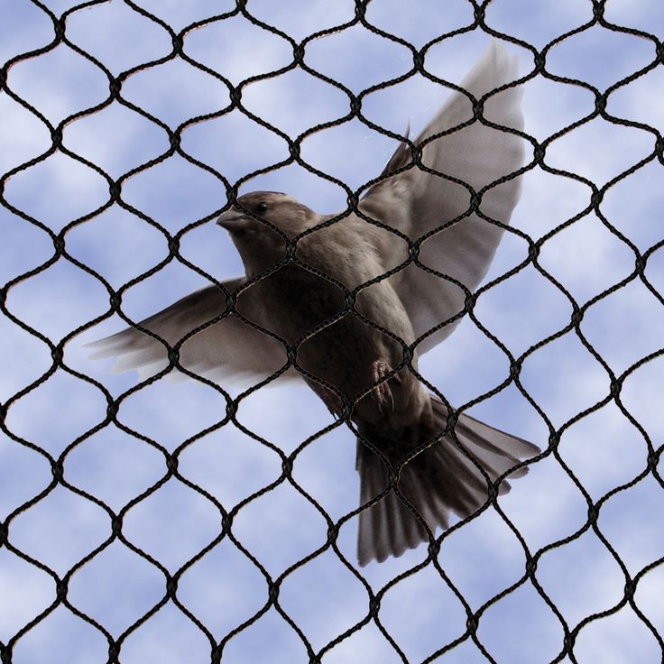 Pigeon net
